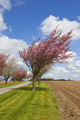 cherry trees and potato rows