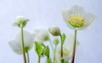 Christrose, Helleborus