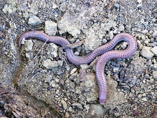 Closeup of a subterranean Iberian worm lizard / blindworm (blanus cinereus) in Portugal