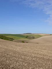 cultivated fields