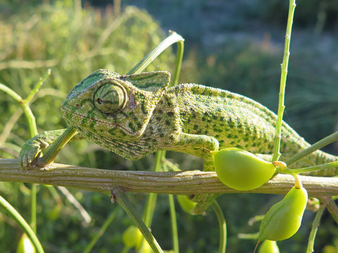 closeup of a head of a green/camouflage chameleon (Chamaeleo chamaeleon) found in spain