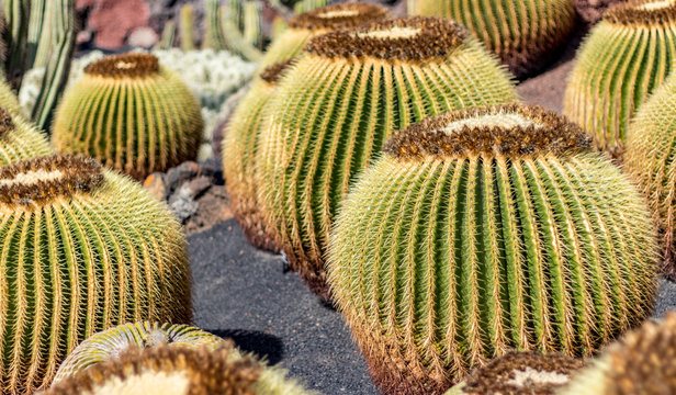 Stiefmuttersitz Images  Browse 7 Stock Photos, Vectors, and Video | Adobe  Stock