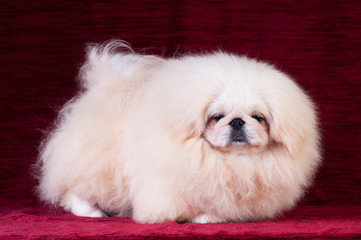 Pekingese puppy portrait at studio on red velvet background
