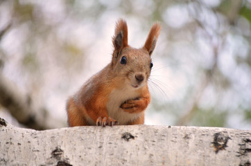 Fototapeta premium Белка на дереве.