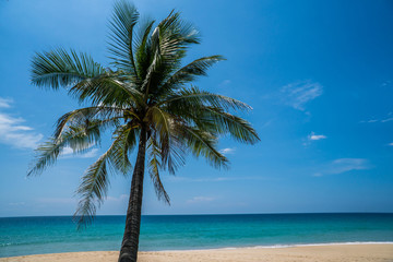 Fototapeta na wymiar Palm tree on the beautiful tropical sandy beach over blue sea and sky background