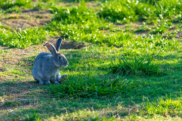 fluffy rabbits grazing on the lawn and eat the grass