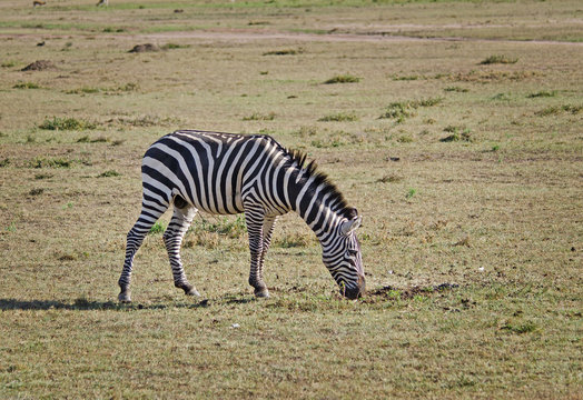 Africa