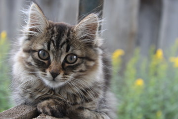 cat animal pet kitten