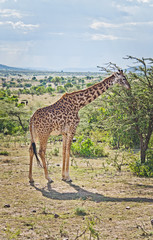 Fototapeta premium Africa