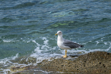 Seagull standing waiting