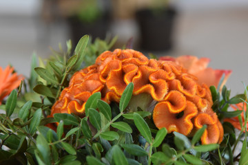 Blume