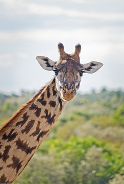 Africa