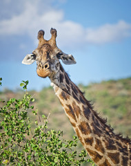 Africa