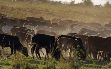 Africa