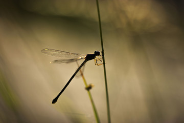 libellule au petit matin 