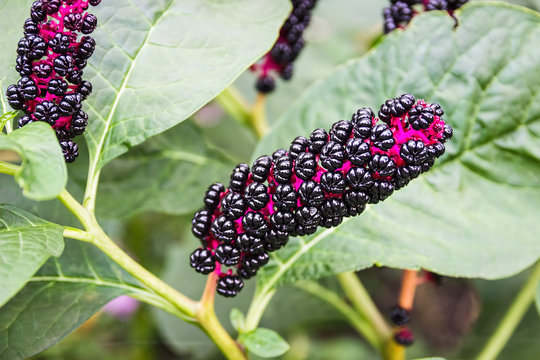Pokeweed berries. Unusual berries. Herbal plant.