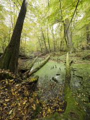 Jesienne widoki w ostępach puszczańskich