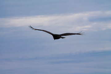 Pájaro