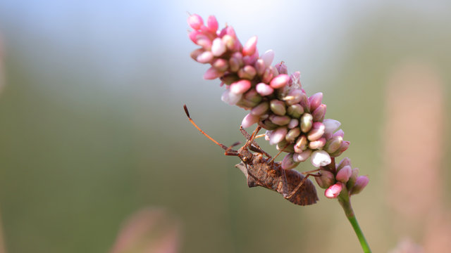Chinche Coreus Marginatus