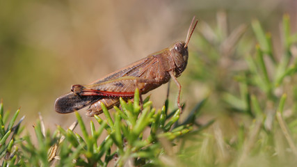 Saltamontes