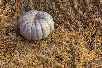 Gray pumpkin on a haystack, hay background. Copy space for text and postcards. Colorful autumn in Moscow city, Russia.