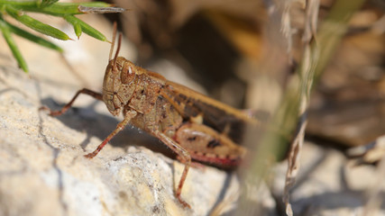 Saltamontes