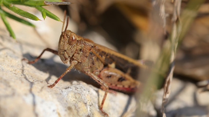 Saltamontes