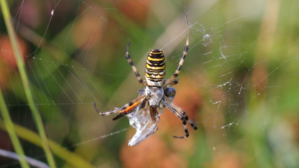 Araña Tigre