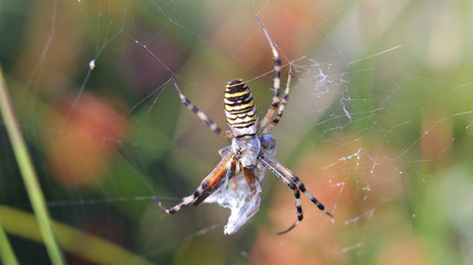 Araña Tigre