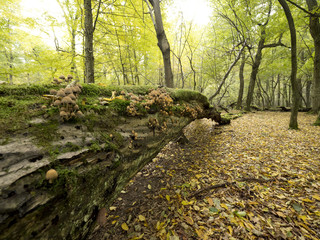 Jesienne widoki w ostępach puszczańskich
