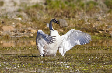 Trumpeter Swan Enjoying a Sunny Afternoon 