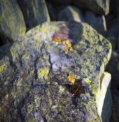 lonely heroic birch on a rock