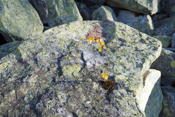 lonely heroic birch on a rock