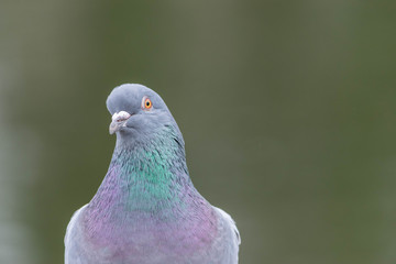 Columbia Livia, the Rock Dove looking directly at the camera.