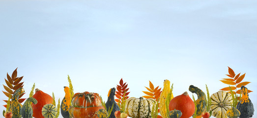 colorful pumpkin and leaves autumn background with free space for your text
