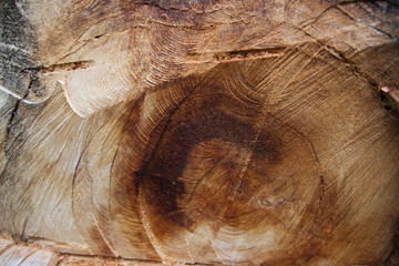 Tree rings texture background. Annual ring. Wooden cross section