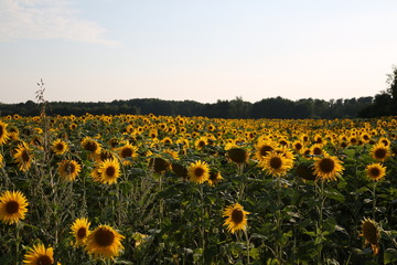 Naklejka premium sonnenblumenfeld