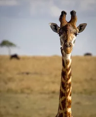 Crédence de cuisine en verre imprimé Girafe Close up of a giraffe staring at viewer with oxpecker bird on neck