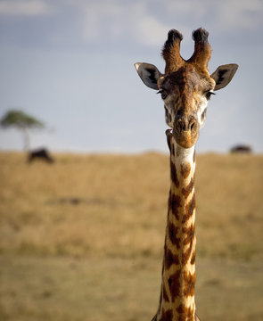Close up of a giraffe staring at viewer with oxpecker bird on neck