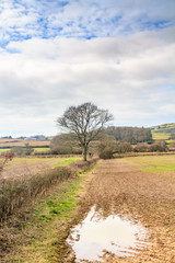 Fototapeta na wymiar Winter Country Landscape