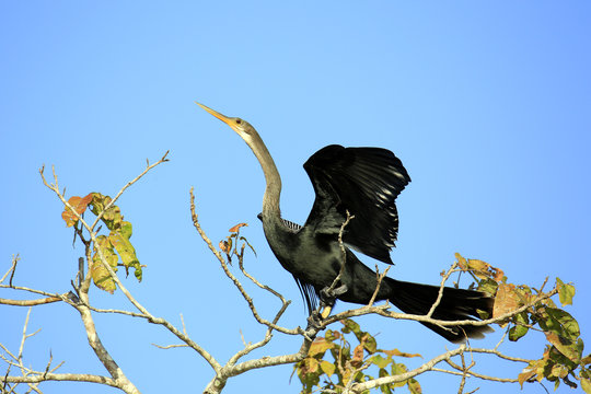 Anhinga (aka Snakebird, American Darter) Spreading its Wings, about to take off from the Top of a Tree. Rio Claro, Pantanal, Brazil