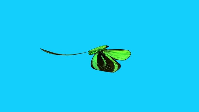 Vibrant Green butterfly in slow motion , stylized 3d animation . Ornithoptera priamus, Side view. Smooth body