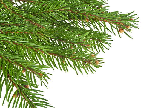 Fir branches isolated on a white background