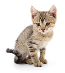 Kitten on white background.