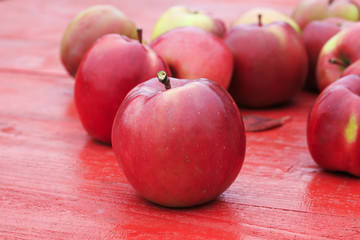 lot of ripe red apples lie on a wooden table on colorful maple leaves in  garden