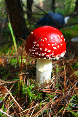 Bug agaric
