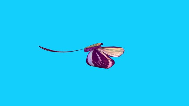 Vibrant purple butterfly in slow motion , stylized 3d animation . Ornithoptera priamus, Side view. Smooth body
