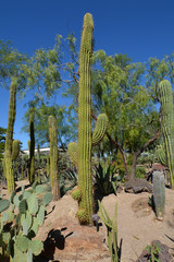 Fototapeta premium Cactus Garden, Henderson, Las Vegas