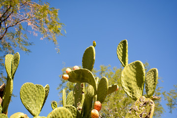 Cactus Garden, Henderson, Las Vegas