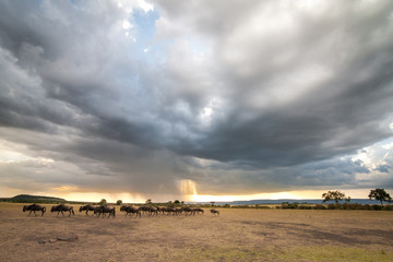 Herd of wildebeest under the stormy clouds
